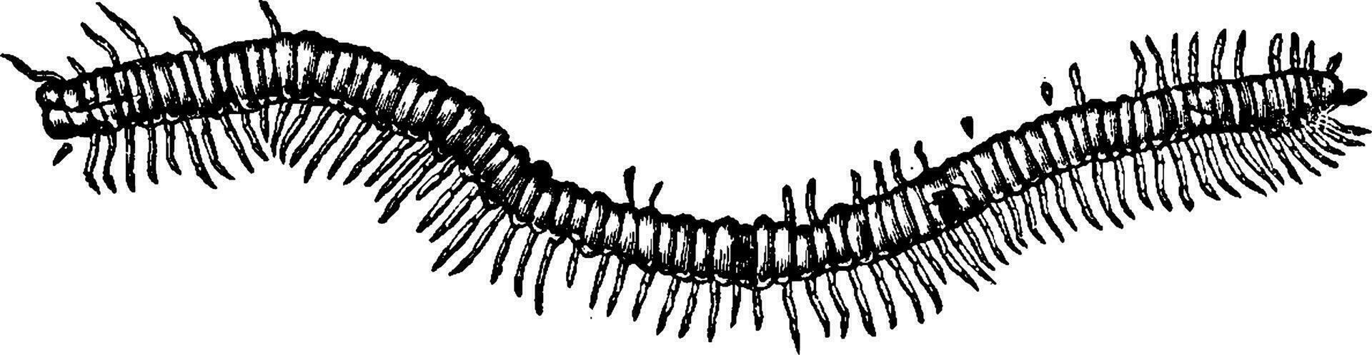 fossil tusenfoting eufobi brownii hittades i de kolfält glasgow, årgång gravyr. vektor