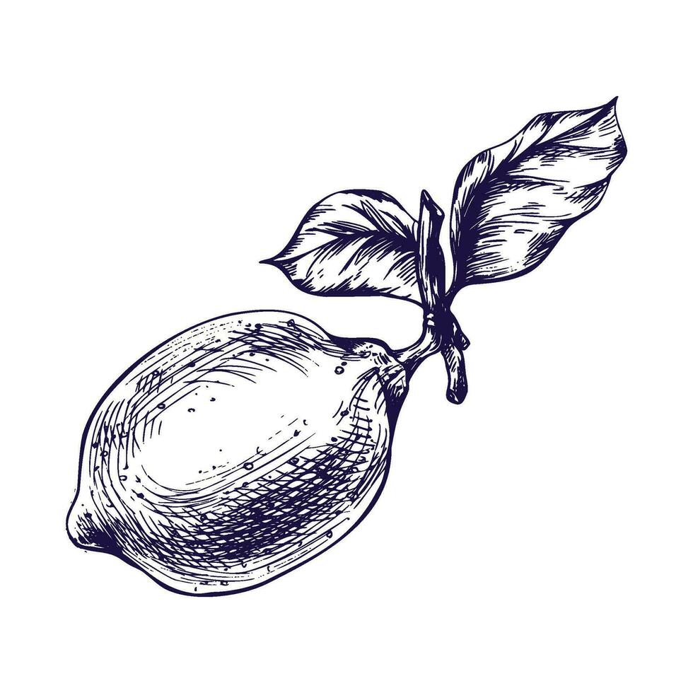 citroner saftig, mogen med löv på de grenar, hela. grafisk botanisk illustration hand dragen i blå bläck. isolerat objekt eps vektor