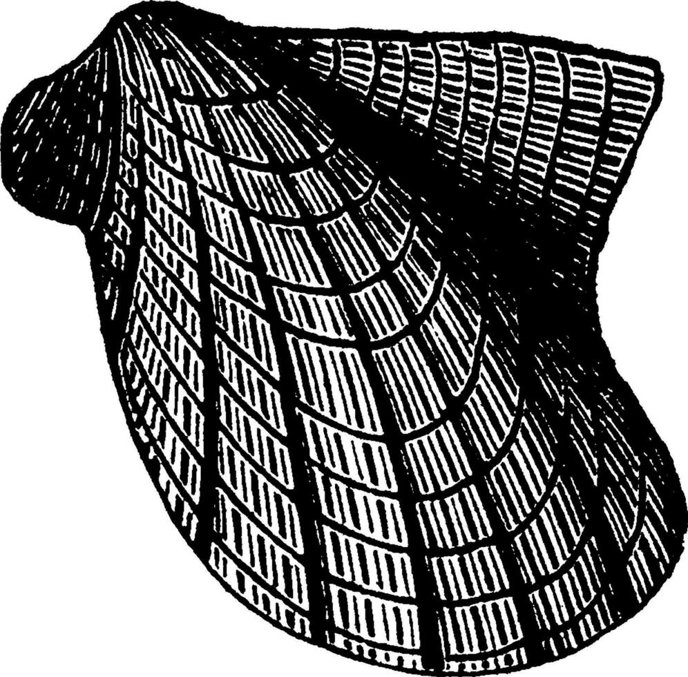 pteropod blötdjur av de devonian period, avikula flabella, årgång graverat illustration. jord innan man 1886. vektor