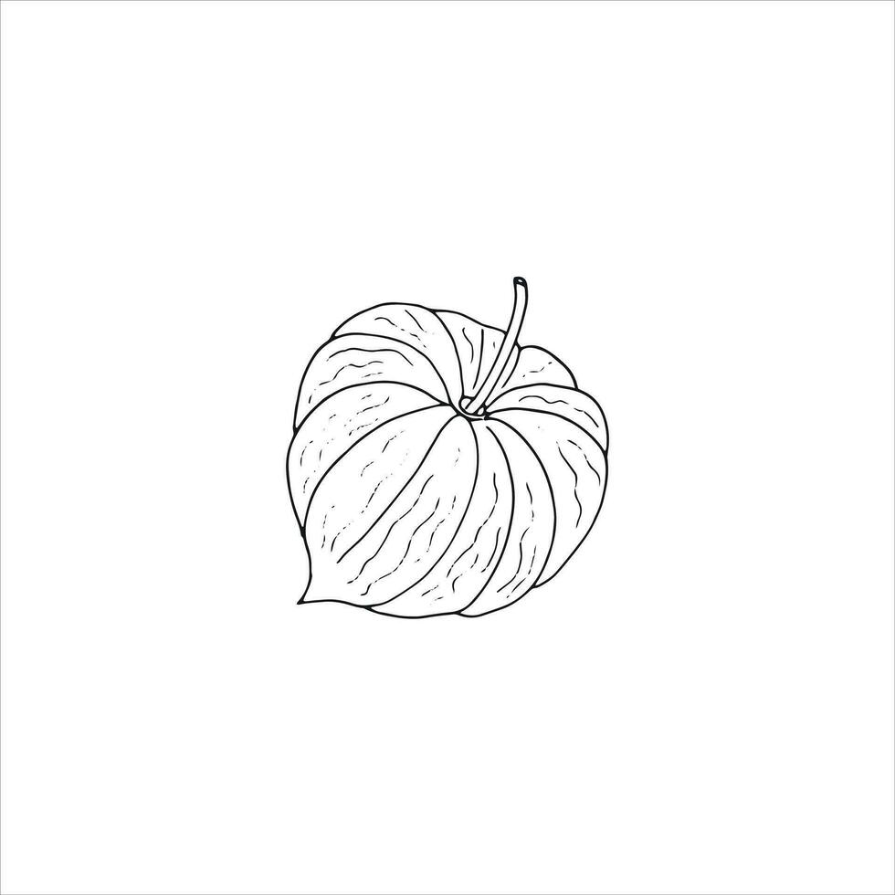 Physalis Pflanze Zeichnung. handgemalt gesund Frucht, Vektor Illustration. isoliert auf Weiß Hintergrund.