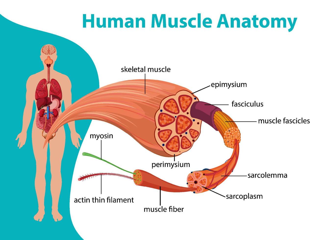mänsklig muskelanatomi med kroppsanatomi vektor