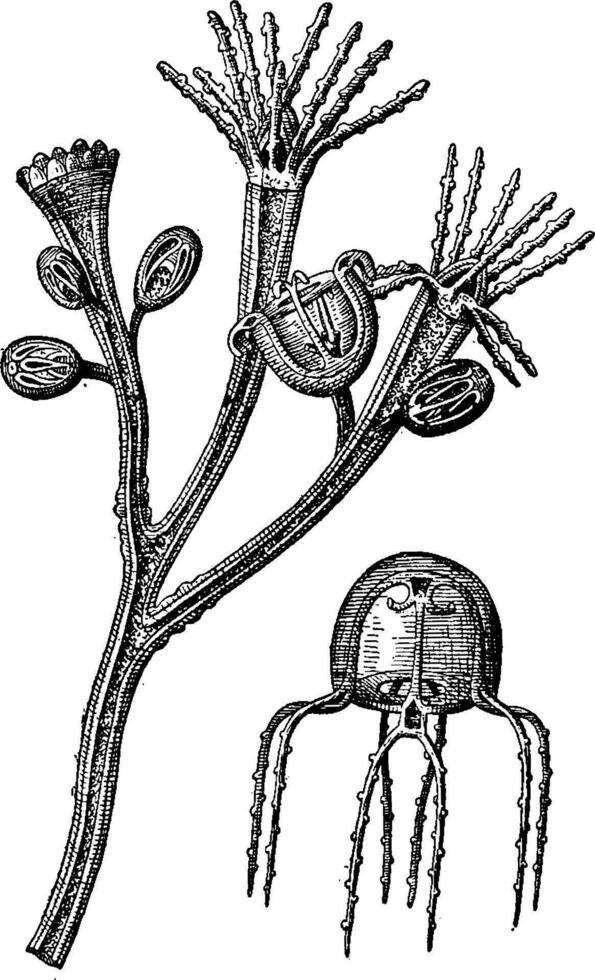 Ausbildung Qualle 1. das fördern ein Qualle Polyp trägt verschiedene Zustände von Entwicklung. 2. Meduse losgelöst, Jahrgang Gravur. vektor