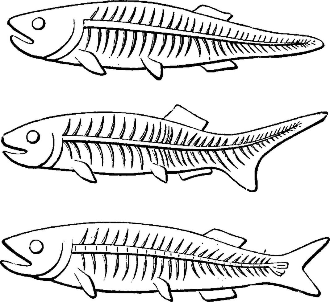 Transformation von das Schwanz von Fisch, Jahrgang Gravur. vektor