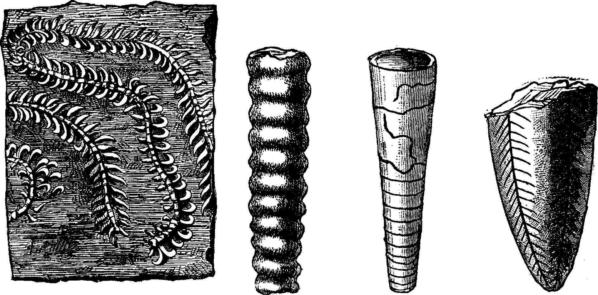 äldre djur. cambrian och silur period, årgång gravyr. vektor