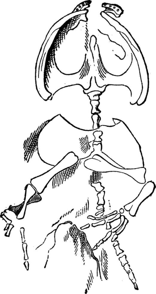 das zuerst Amphibien, Ranizeps Lyell, Jahrgang Gravur. vektor