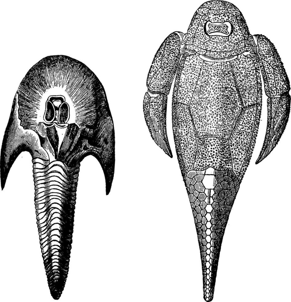 das zuerst Fisch, Devonian Zeitraum, Jahrgang Gravur. vektor