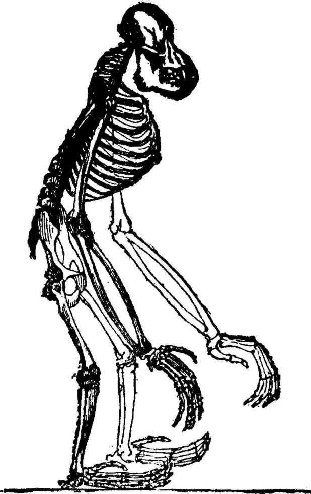 Skelett von Orang, Jahrgang Gravur. vektor