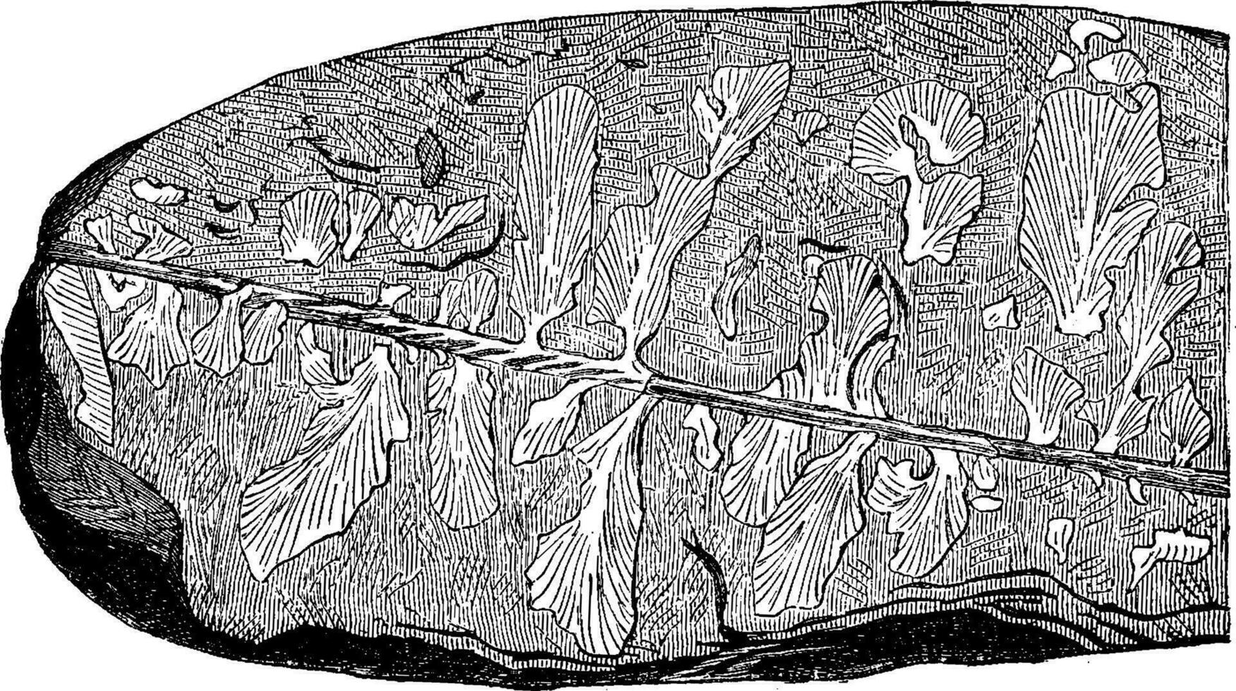 eopteris morierei, hittades i 1878 i de fält silurian, årgång gravyr. vektor