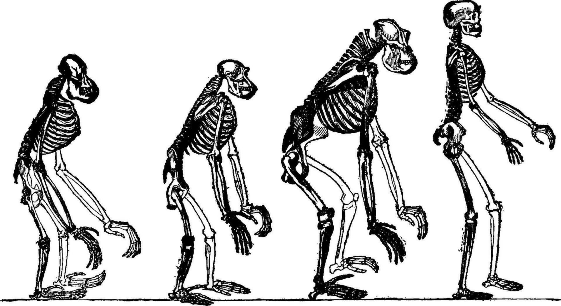 jämfört skelett av de apelsin, schimpans, gorilla och man, årgång gravyr. vektor
