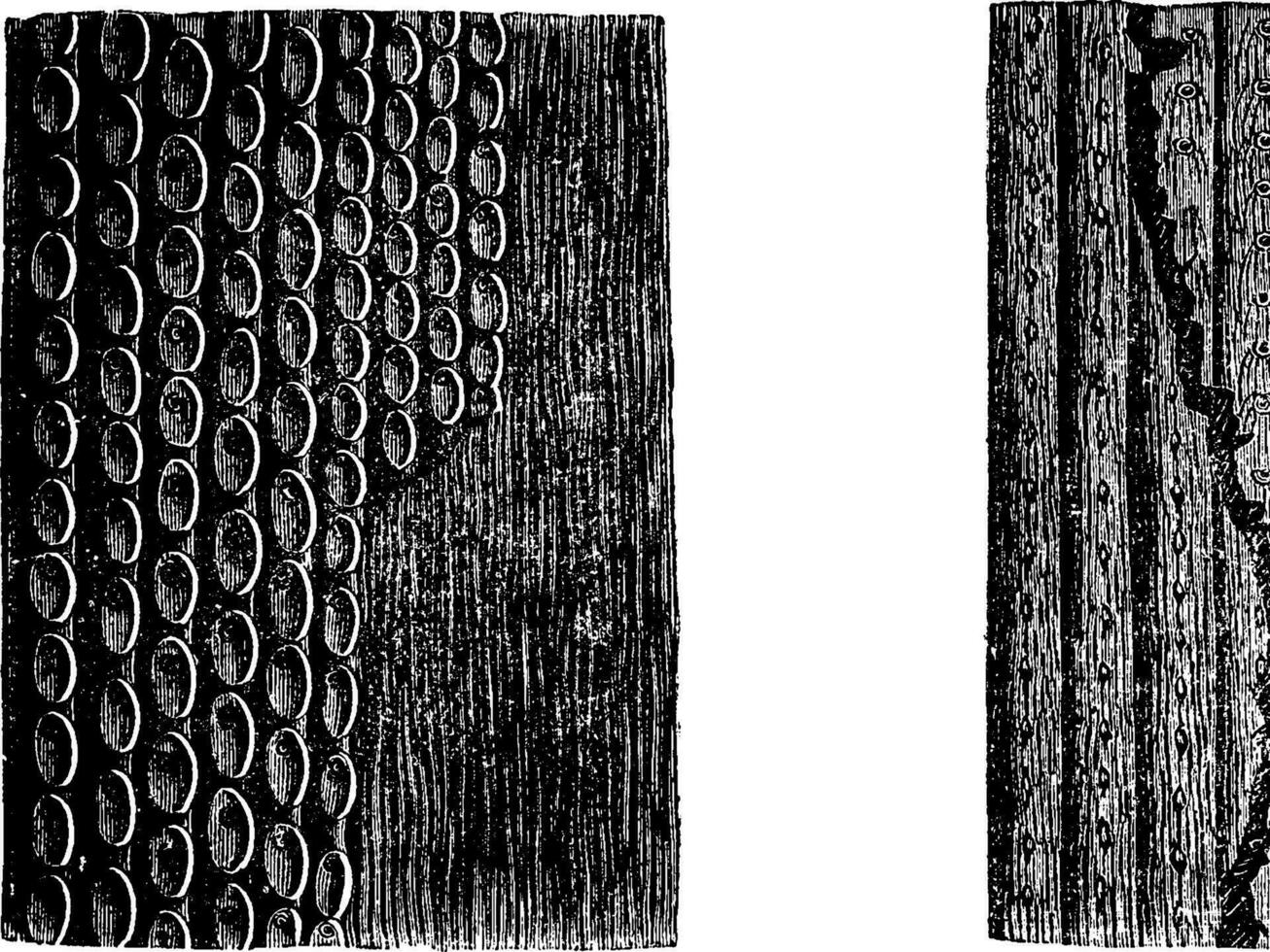 Sigillarie Rinde Fossil Probe. vektor