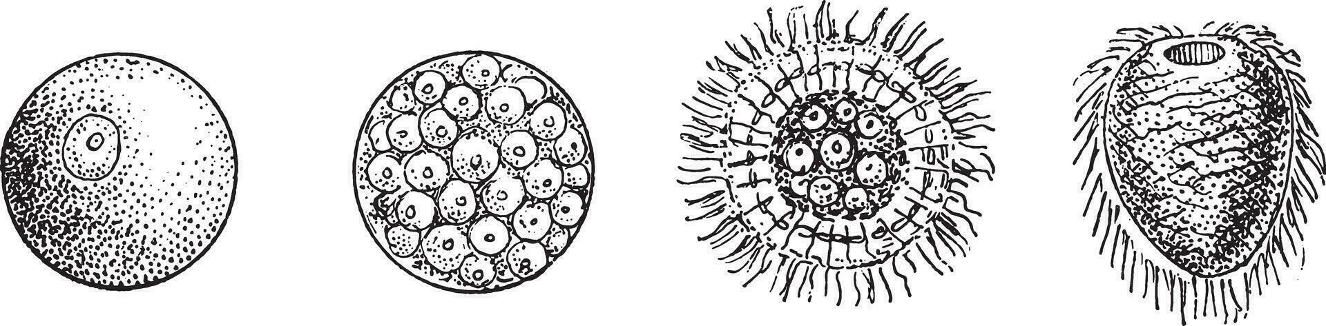 Evolution von ein Zoophyt oder elementar Wurm, Jahrgang Gravur. vektor