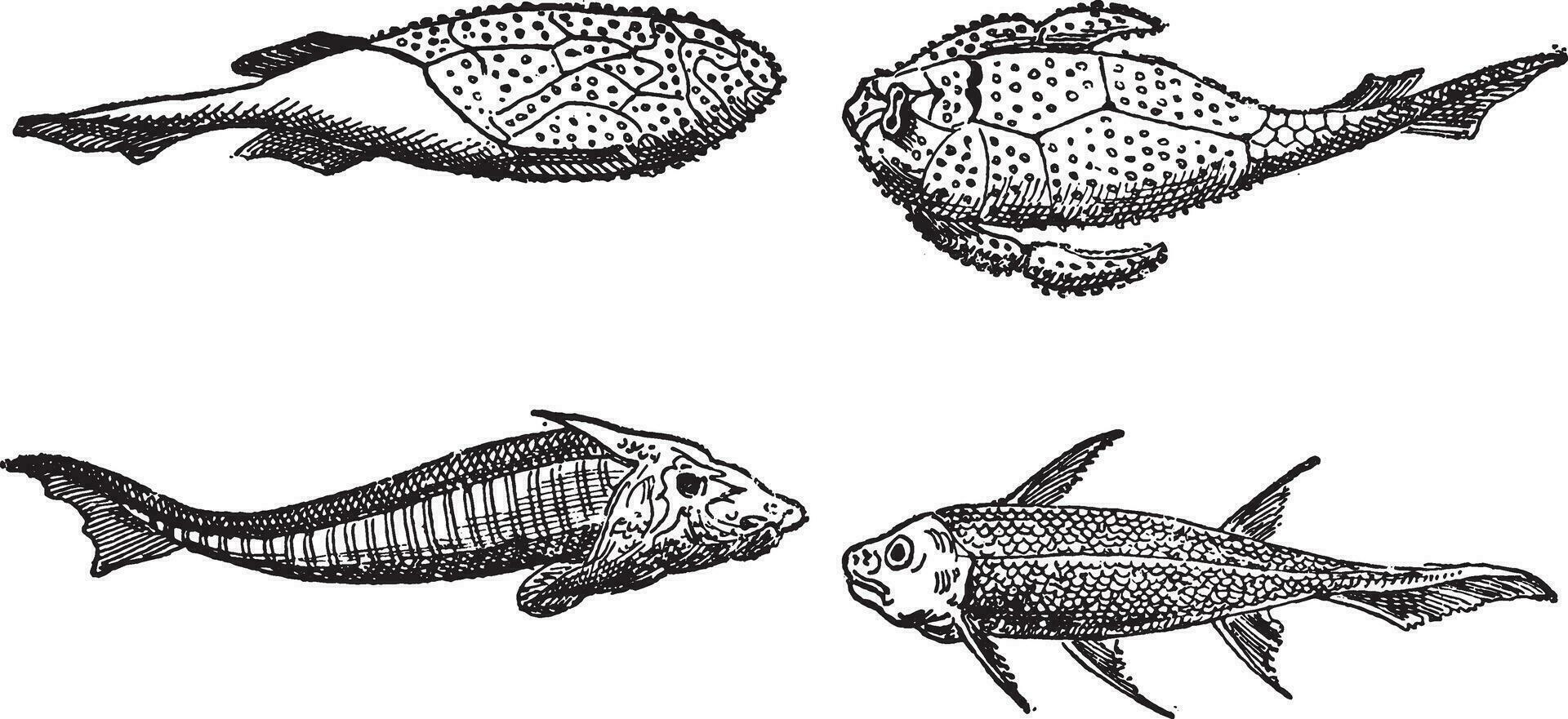 Devonian Kürass Fisch, Jahrgang Gravur. vektor