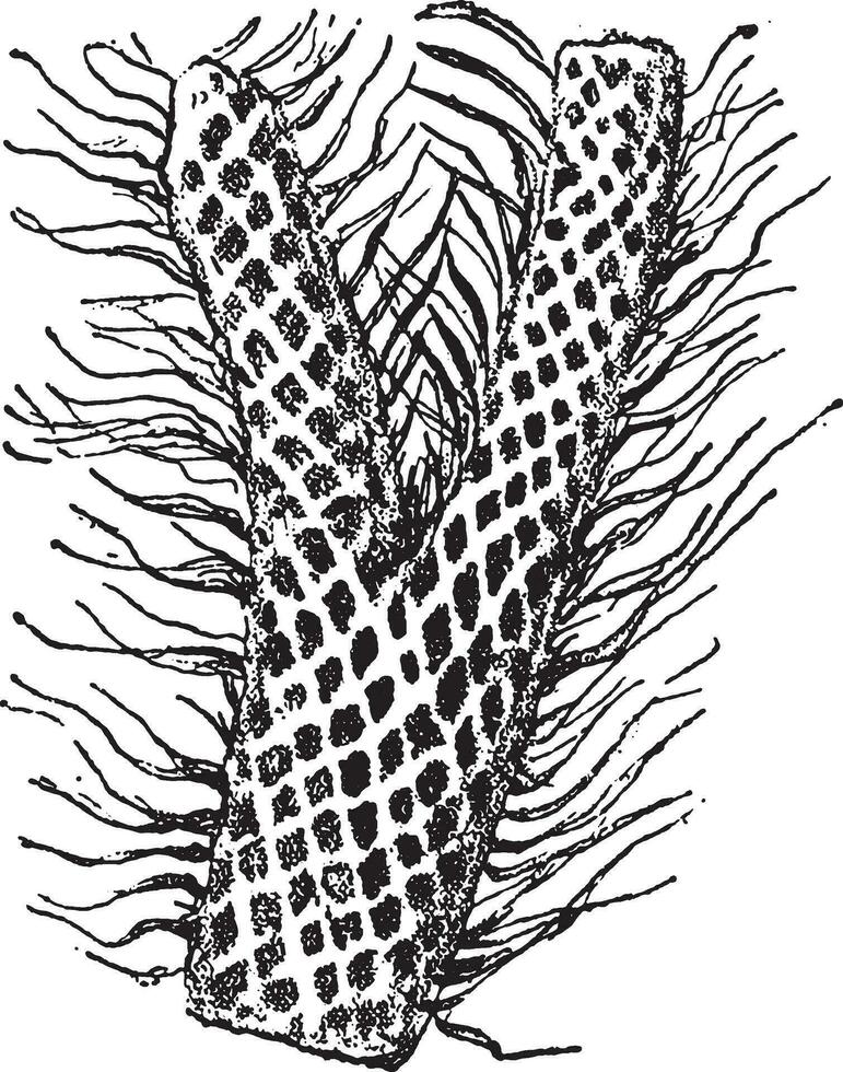 Zweig von Schmetterling elegans, Jahrgang Gravur. vektor