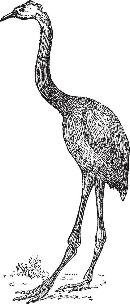 Dinornis von Neu Neuseeland, Jahrgang Gravur. vektor