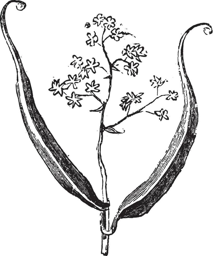 flagellaria spp., som visar blommor och löv. vektor
