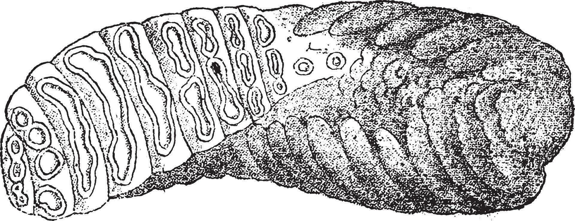 Molar von ein Mammut, gesehen durch es ist verreiben Gesicht, Jahrgang Gravur. vektor