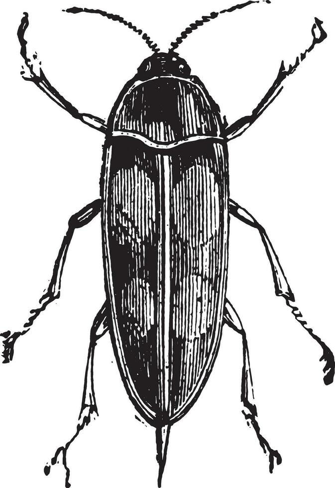 tumlande blomma skalbagge eller stjärtand skalbagge eller mordella spp. vektor