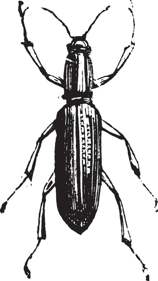 kurznasig Rüsselkäfer oder Liophloeus spp. vektor