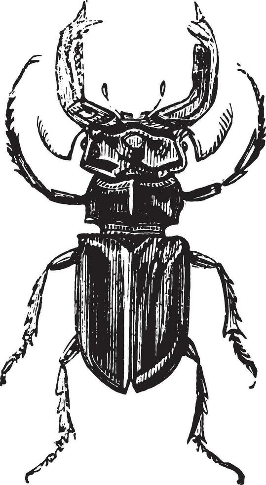 Lucanus Gebärmutterhals, Jahrgang Gravur. vektor