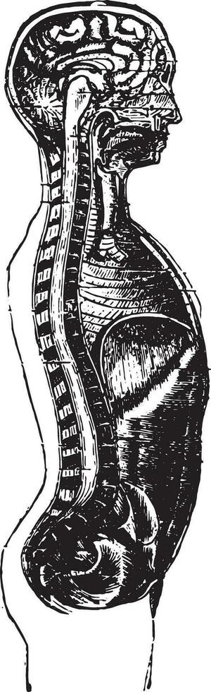vertikal sektion av de huvud och de mannens trunk, årgång gravyr. vektor