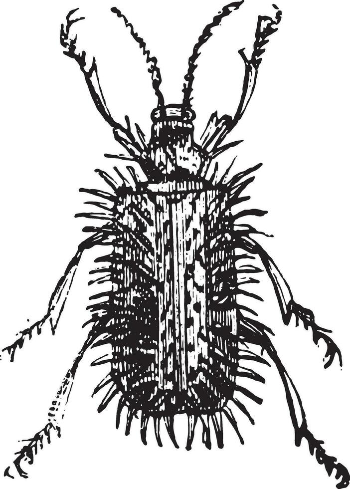 Blattabbau Käfer oder hispella sp. vektor
