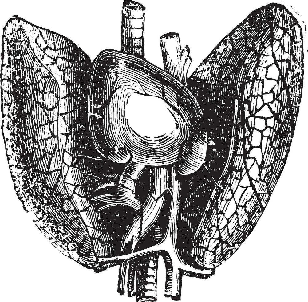 Herz und Lunge, Jahrgang Gravur. vektor