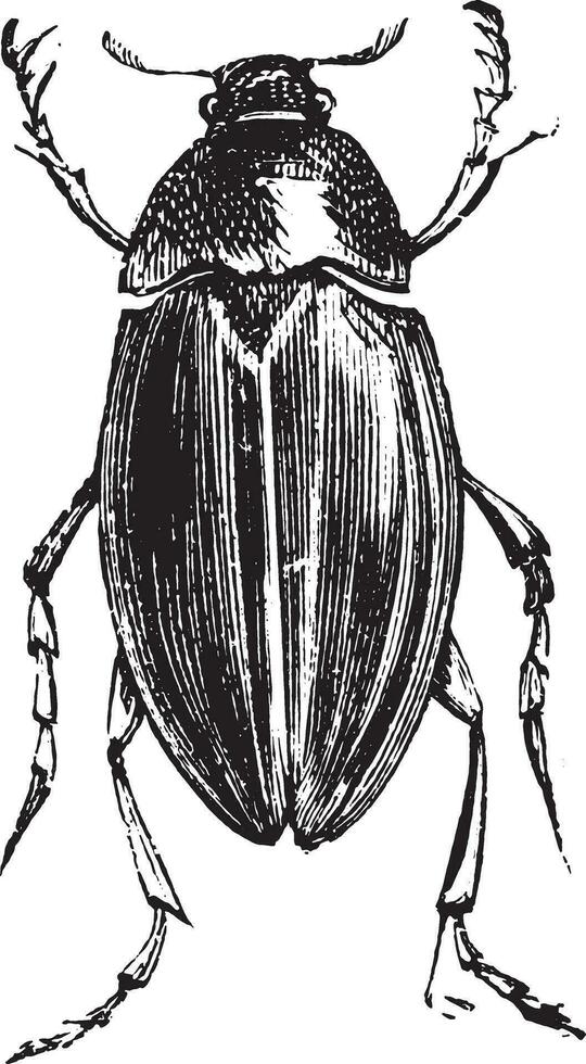 vatten asätare skalbagge eller hydrophilus spp. vektor