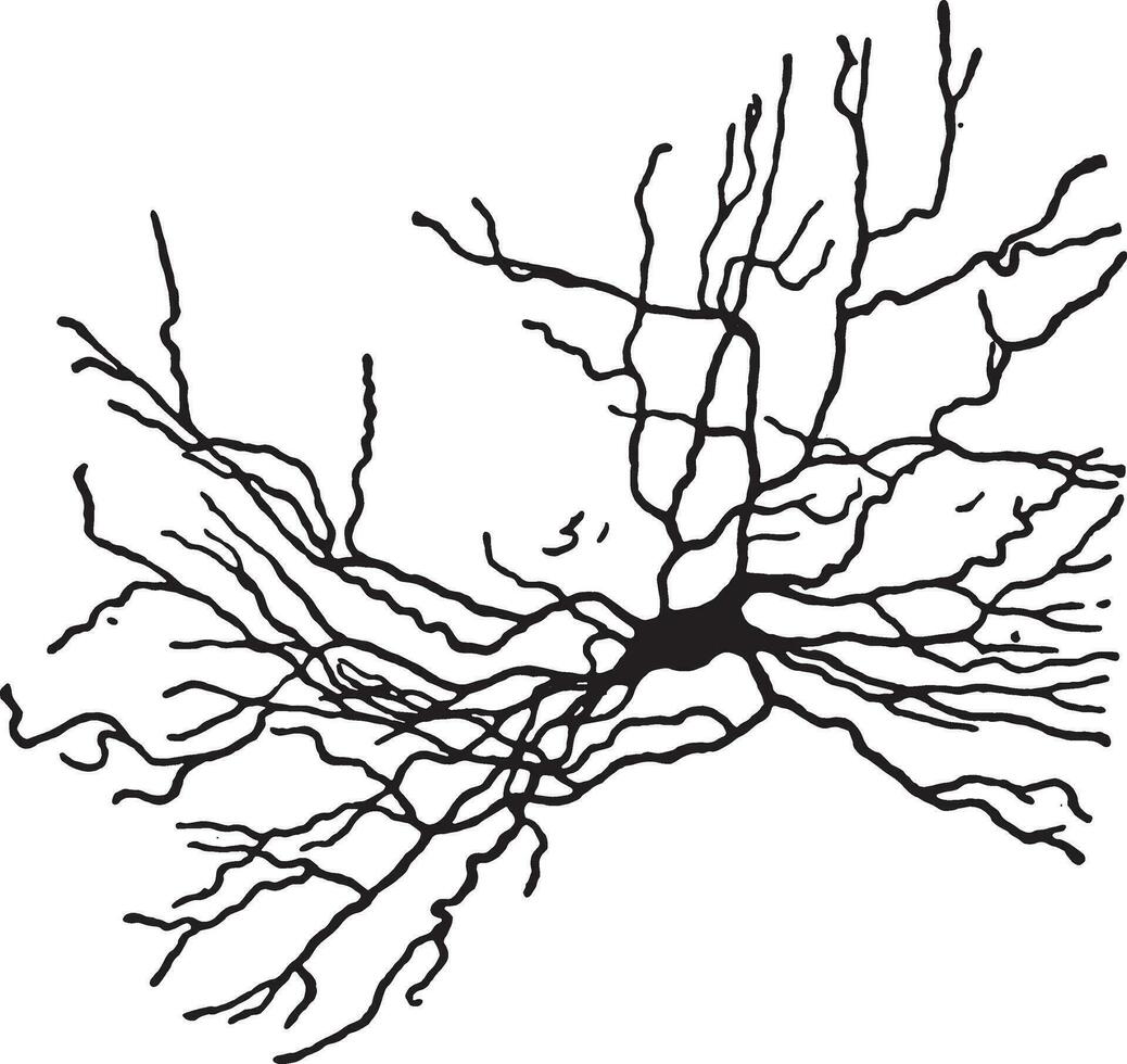 ein Art von Nervenzelle, Jahrgang Gravur. vektor