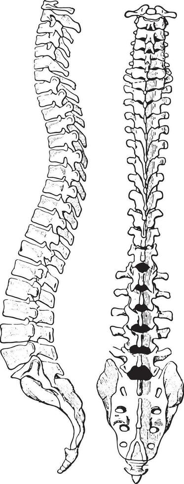 de spinal kolumn av mänsklig kropp, årgång gravyr. vektor