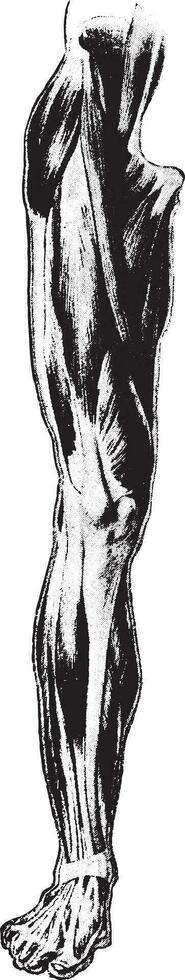 Vorderseite Aussicht von Muskeln von Schenkel und Bein, Jahrgang Gravur. vektor