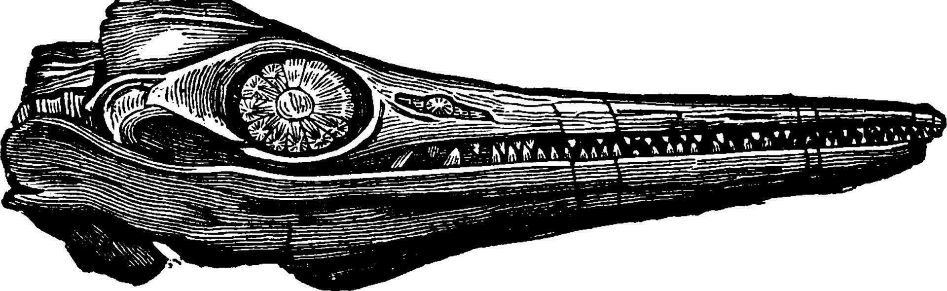 Ichthyosaurier Fossil Kopf, Jahrgang Gravur. vektor