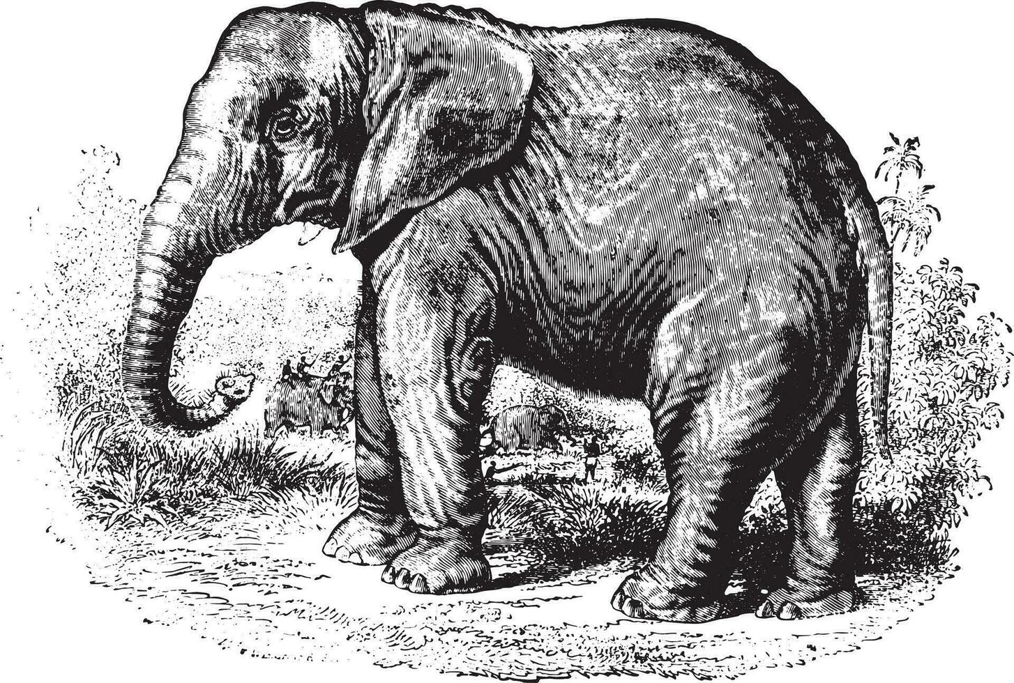 elefant, årgång gravyr. vektor