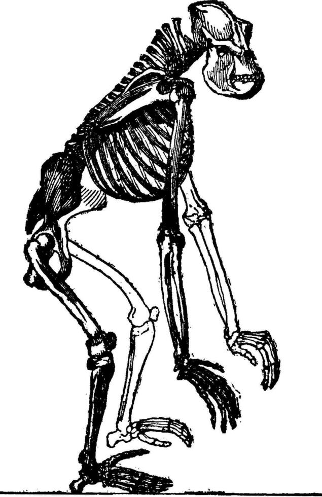skelett av gorilla, årgång gravyr. vektor