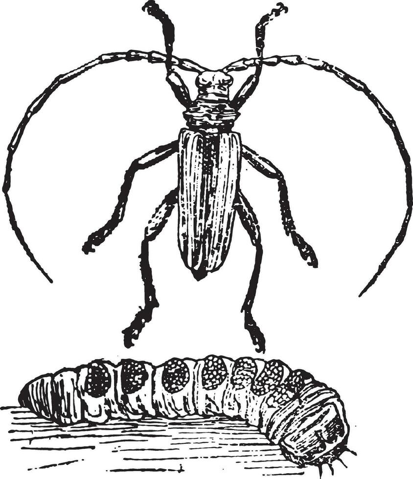 cerambyx hjältar, insekt larv och perfekt, årgång gravyr. vektor