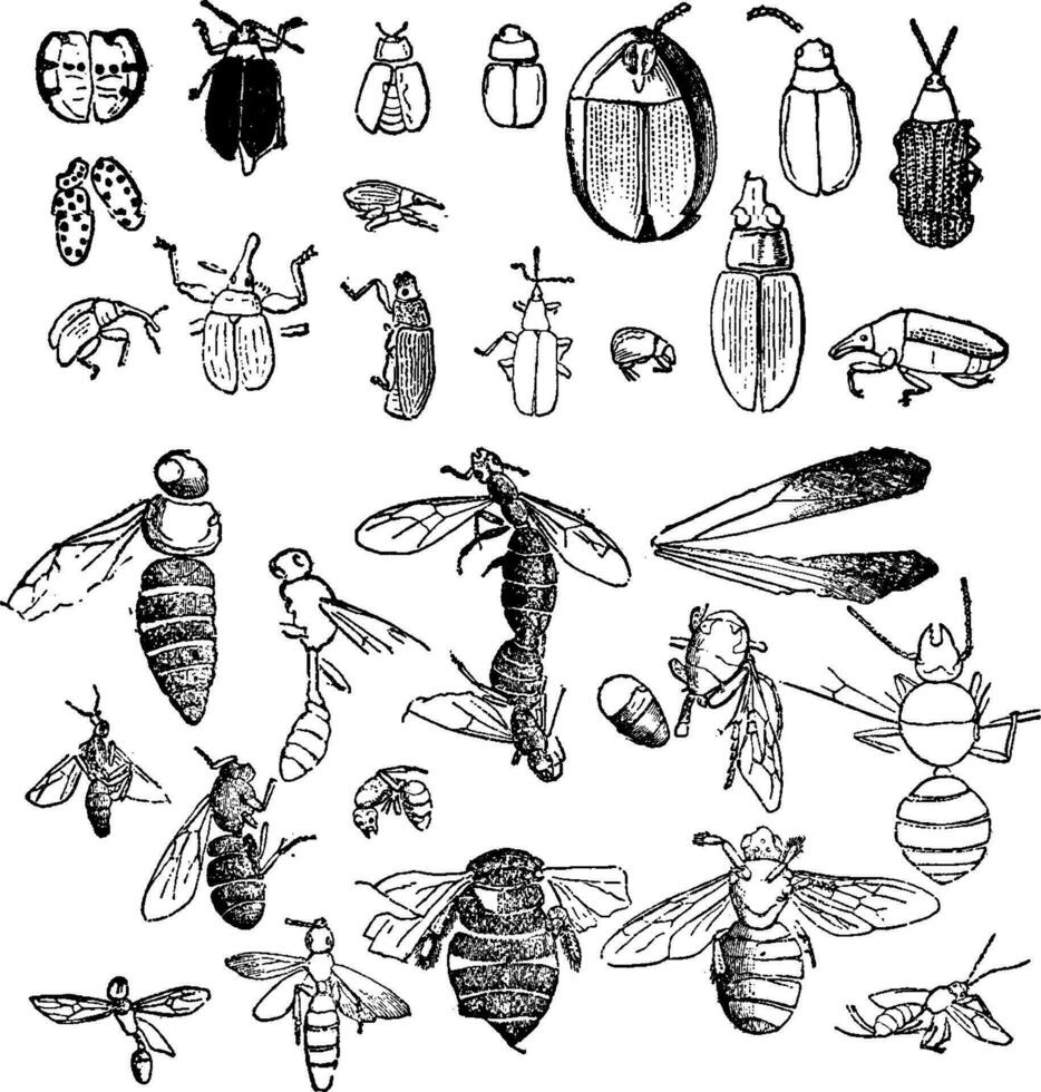 insekter från de miocen period hittades i en fossil stat, årgång gravyr. vektor