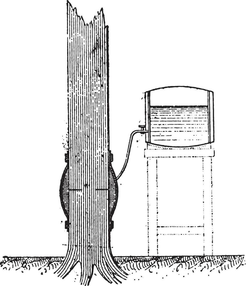 Injektion von ein Stehen Baum durch mit das Auftrieb von das Saft, Jahrgang Gravur. vektor