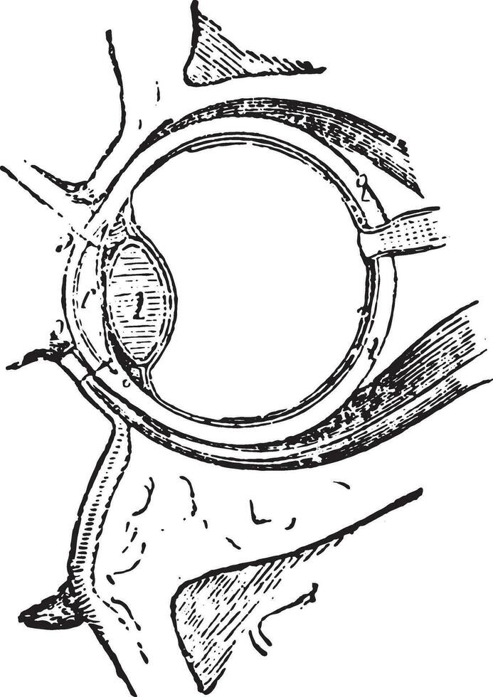 muskler av de öga, årgång gravyr. vektor