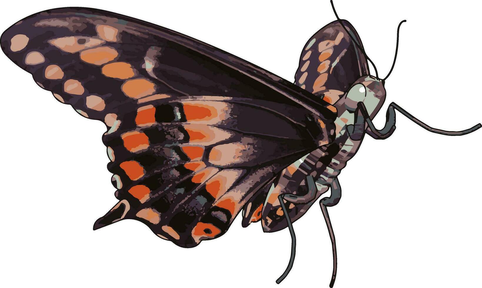 3D-Schmetterling mit Details, Illustration, Vektor auf weißem Hintergrund.
