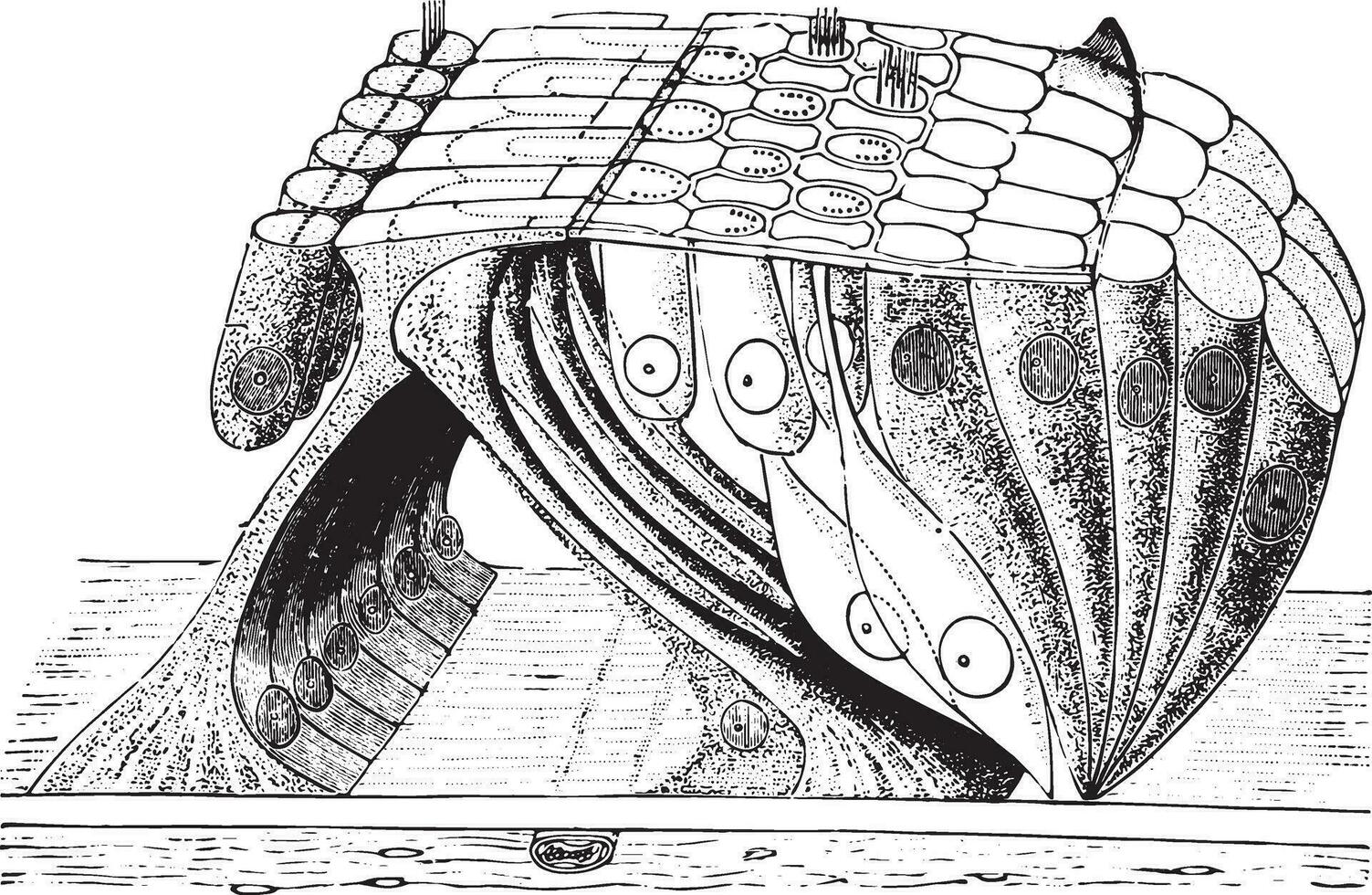 Organ von Corti, Jahrgang Gravur. vektor