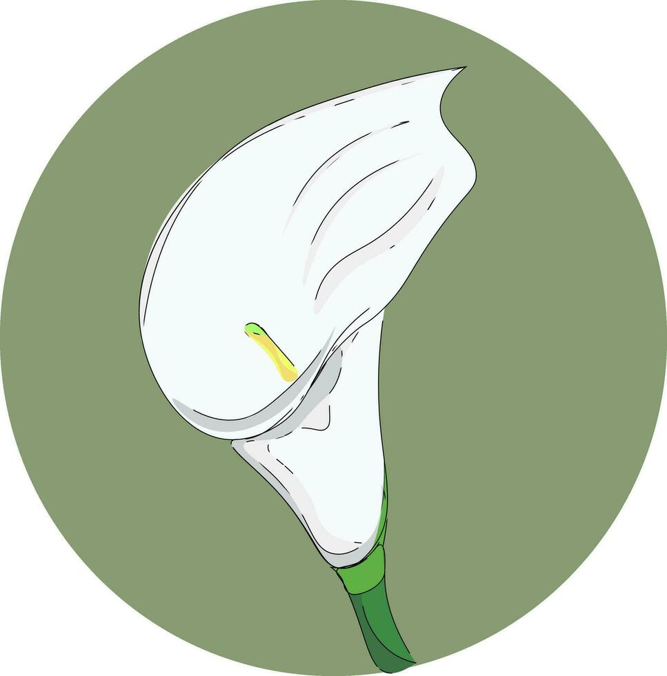 Weiß Calla Vektor oder Farbe Illustration