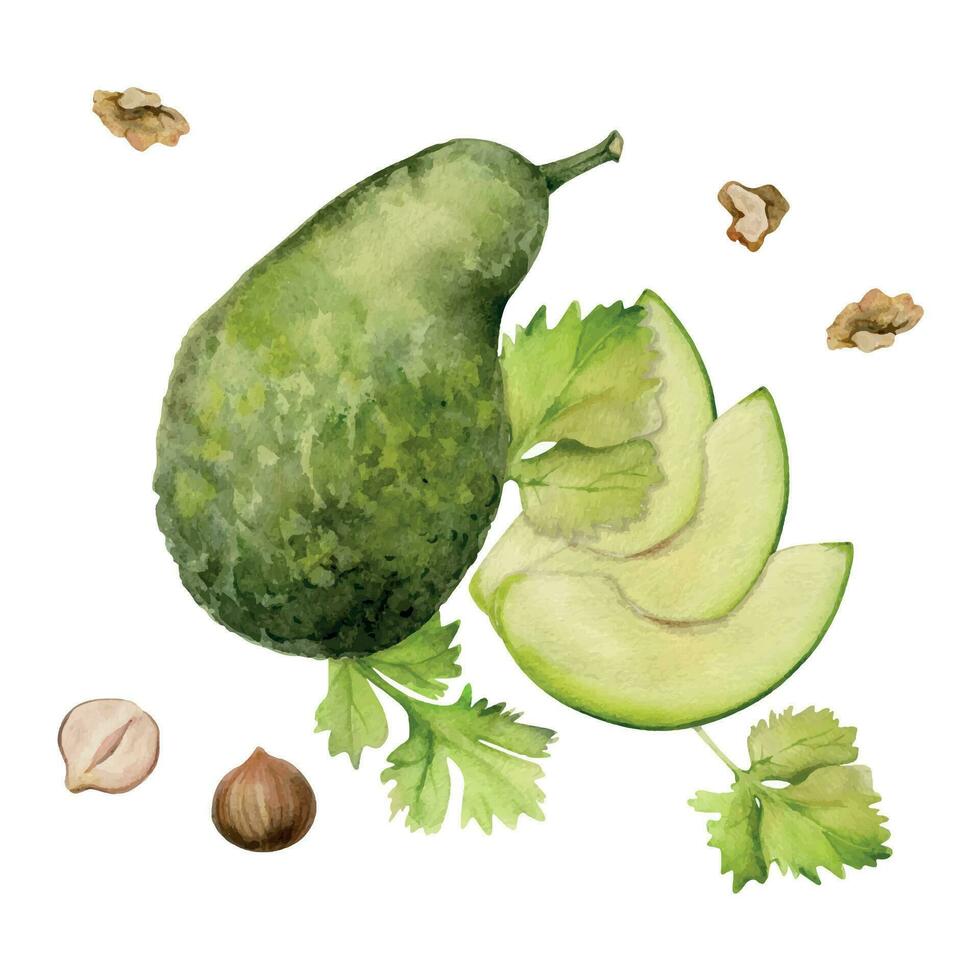 hand dragen vattenfärg avokado grönsak, nötter för diet och friska livsstil, sallad vegan matlagning. illustration sammansättning isolerat på vit bakgrund. design affisch, skriva ut, hemsida, kort, meny vektor