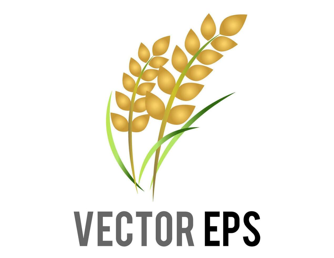 vektor ris växt ikon, representera vete, majs, havre, durra, gröda, fält, skördar och jordbruk