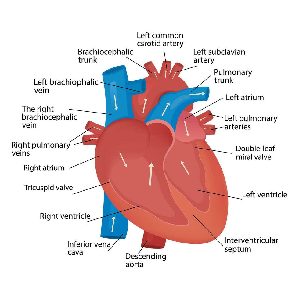Herz Blut fließen anatomisch Diagramm mit Atrium und Ventrikel System. Vektor, medizinisch Poster. Blut Verkehr Pfad planen mit Pfeile. vektor