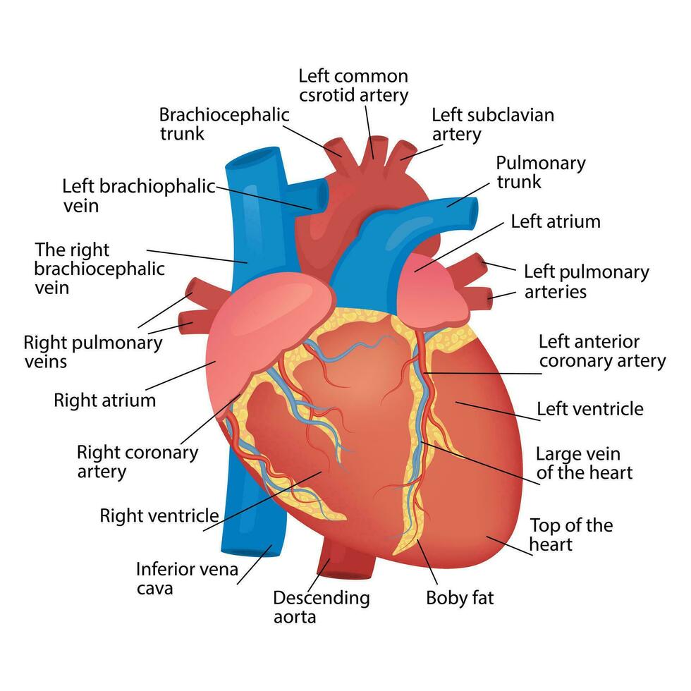 anatomi av de hjärta av de mänsklig hjärta på en vit bakgrund. vektor illustration, för affisch