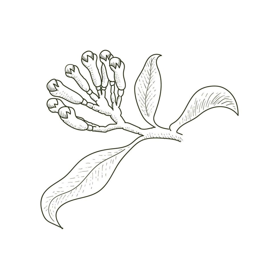 retro Jahrgang Tinte Hand gezeichnet Nelken Baum Ast zum medizinisch Kraut und würzen oder Landwirtschaft Bauernhof Produkt. Illustration vektor