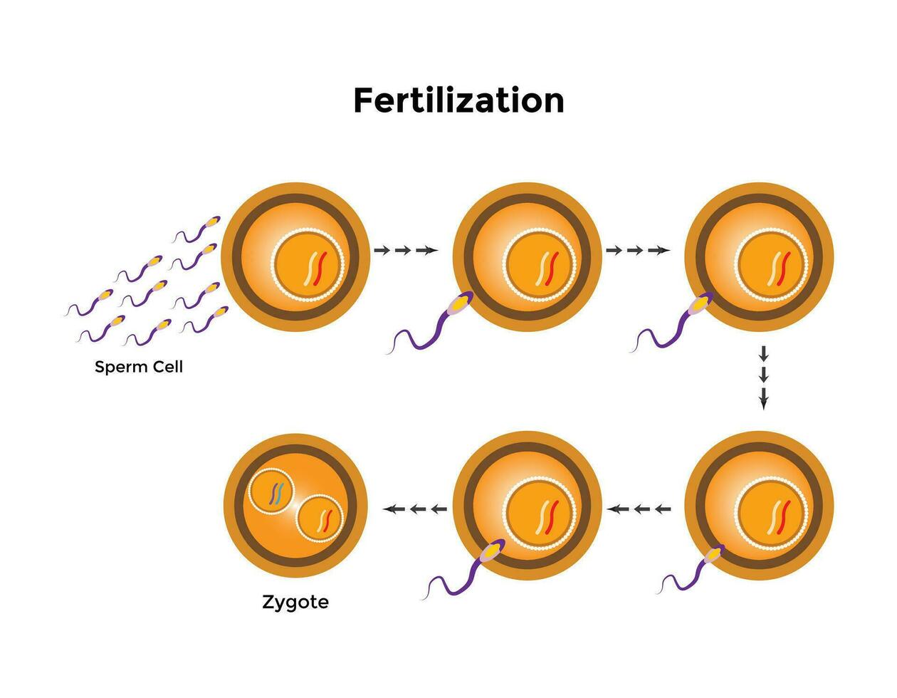 mänsklig befruktning är de union av en mänsklig ägg och sperma vektor