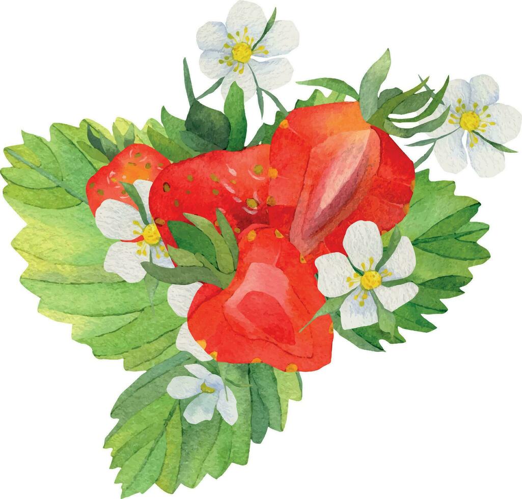 sammansättning med jordgubbar och vit blommor. en skiva av röd jordgubbar. röd jordgubbar markerad på en vit bakgrund. hand dragen mat illustration. frukt skriva ut vektor