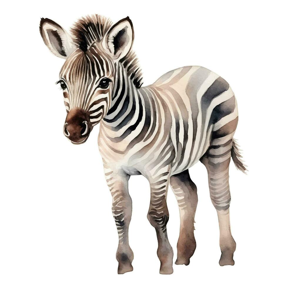 Aquarell Baby Zebra. Vektor Illustration mit Hand gezeichnet Zebra. Clip Kunst Bild.