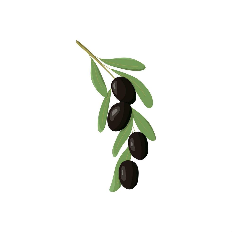 svart gren av oliver för de design av naturlig kosmetika, oliv olja, och medicin. vektor illustration isolerat på en vit bakgrund. oliver gren vektor ikoner, svart oliv frukter, och löv