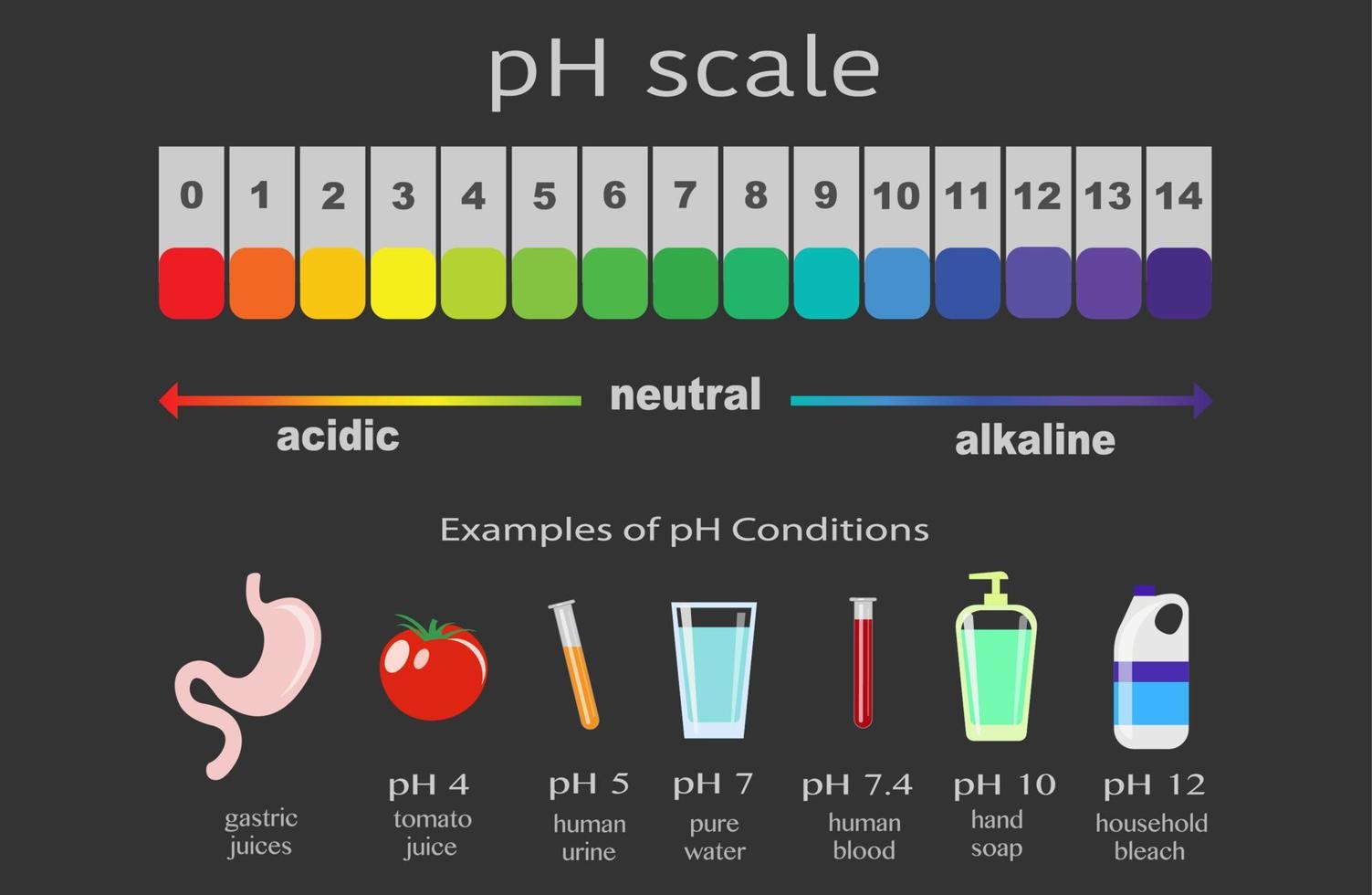 skala av ph -värde för sura och alkaliska lösningar, infografisk medicinsk vektor